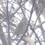 Little Bunting, Thursley Common (E Sames).