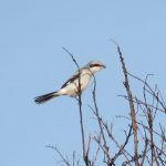 Great Grey Shrike, Thursley Common (T Gibson).