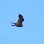 Marsh Harrier, Thursley Common (S Ferguson).
