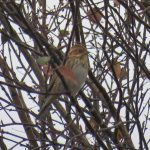 Little Bunting, Thursley Common (S Ferguson).