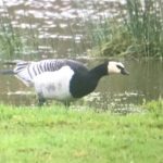 Barnacle Goose, Unstead Water Meadows (S Jones).