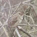 Little Bunting, Thursley Common (T Gibson).