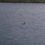 Great Northern Diver, Island Barn Reservoir (D Harris).