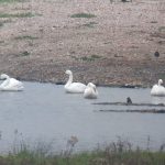 Bewick's Swans, London Wetland Centre (J Klavins).