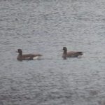 Russian White-fronted Geese, London Wetland Centre (J Klavins).