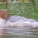 Goosander, Leatherhead (M Davis).