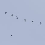 Golden Plovers, Shackleford (S Jones).
