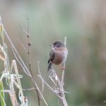 Dartford Warbler, Godalming (S Jones).