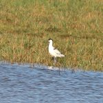 Avocet, Horley (T Walker).