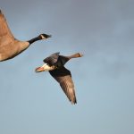 White-fronted Goose, Holmethorpe SP (G Hay).