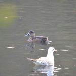 Ring-necked Duck, Reigate (G Hay).