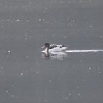 Shelduck, Snowdenham Mill Pond (E Stubbs).