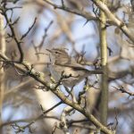 Siberian Chiffchaff, Unstead SF (E Stubbs).