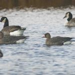 White-fronted Geese, Thursley Common (E Stubbs).