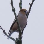 Hawfinch, Effingham Forest (M Davis).