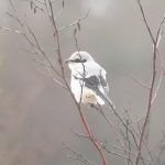 Great Grey Shrike, Thursley Common (J Rose).