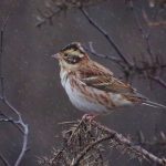 Rustic Bunting, Thursley Common (B Clough).