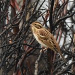 Rustic Bunting, Thursley Common (C Courtaux).