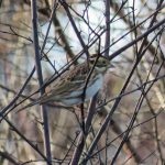 Rustic Bunting, Thursley Common (S Ferguson).