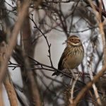 Little Bunting, Thursley Common (M Leitch).