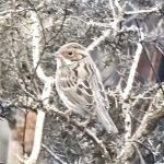Little Bunting, Thursley Common (J Manley).