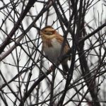 Rustic Bunting, Thursley Common (C MacKenzie).