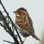 Little Bunting, Thursley Common (N Bond).