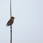 Hawfinch, Effingham Forest (S Ferguson).