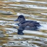 Ring-necked Duck, Reigate (D Carlsson).