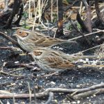 Little Buntings, Thursley Common (M Hall).