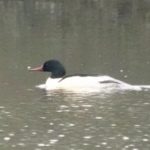 Goosander, Papercourt GP (E Sames).