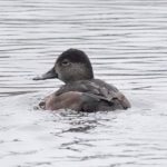 Ring-necked Duck, Reigate (E Sames).