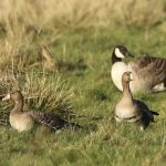 White-fronted Geese, Unstead SF (M Leitch).