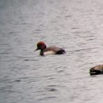 Red-crested Pochard, Newdigate Brickworks (S Dorman).