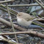 Siberian Chiffchaff, Mitcham (A Harding).