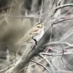 Rustic Bunting, Thursley Common (D Booker).
