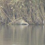 Bittern, London Wetland Centre (J Anderson).