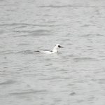 Smew, Papercourt GP (E Sames).