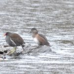 Ring-necked Duck, Reigate (G Hay).