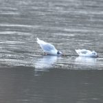 Mediterranean Gull, Mercer's CP (G Hay).