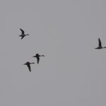Pintail, Holmethorpe SP (G Hay).