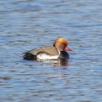 Red-crested Pochard, Frensham Great Pond (E Stubbs).