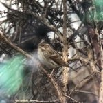 Little Bunting, Thursley Common (S Musievski).