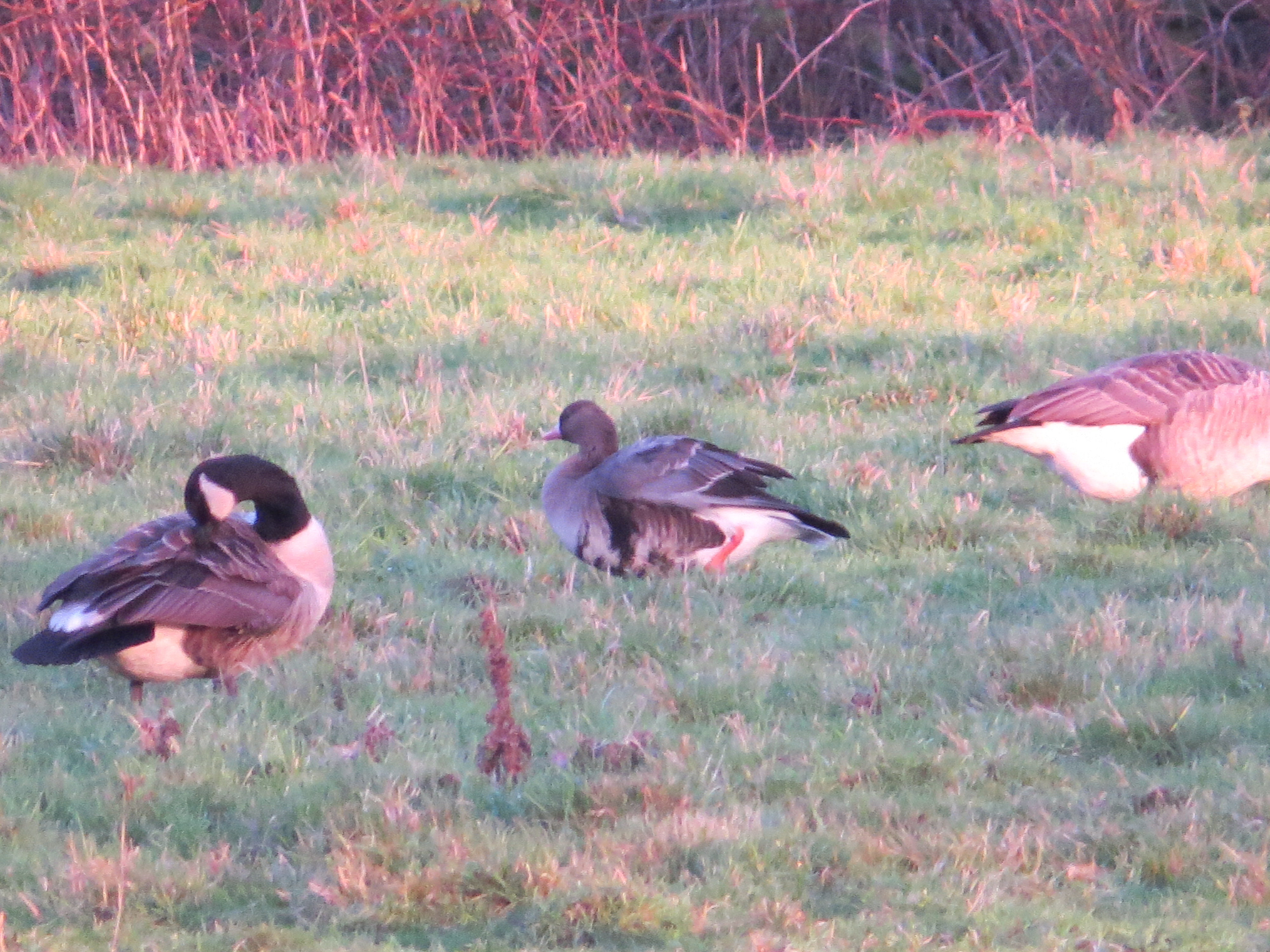 White-fronted Goose, Unstead Water Meadows (K Britten).