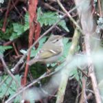 Yellow-browed Warbler, Molesey Heath (S Ferguson).