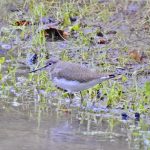Green Sandpiper, Tice's Meadow (J Hunt).