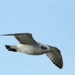 Mediterranean Gull, Walton on Thames (D Harris).
