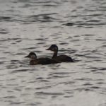 Common Scoter, Island Barn Reservoir (S Musievski).