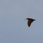 Woodcock, Farleigh (D Young).