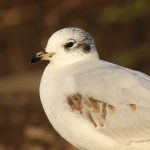 Mediterranean Gull, Walton on Thames (D Harris).